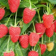 Folytontermő málna Rubus idaeus 'Polka'!20db mag