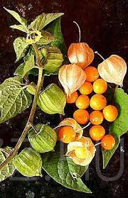 PERUI FÖLDICSERESZNYE (Physalis peruviana)!15db mag