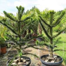 Chilei fenyő 'Araucaria araucana'!2db mag