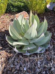 Agave celsii var. albicans ,mexikói fehér agave!3db mag!