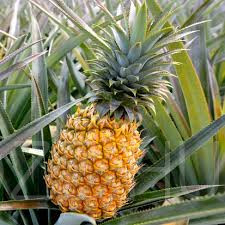 Pineapple Ananas!4db mag