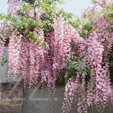 RÓZSASZÍN AKÁC /Wisteria floribunda 'Honbeni/ !2db mag
