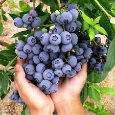 Óriás kék áfonya/ Vaccinium corymbosum 'Patriot'/20db mag