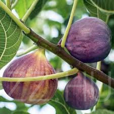 Füge 'Ficus carica'!10db mag