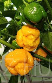 Trinidad Moruga Scorpion Yellow chili paprika!3db mag