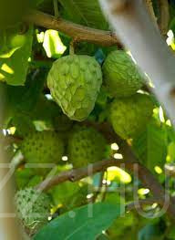 Cherimoya fa(Annona cherimola)!4db mag