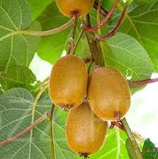 Kivi Actinidia autofertile 'Solo' !15db mag