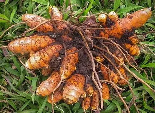 Kurkuma(Curcuma longa)!10db rizóma