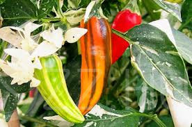 FISH Pepper Chili TARKA Paprika !3db mag