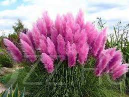 Pink Pampafű "Cortaderia selloana"!15db mag