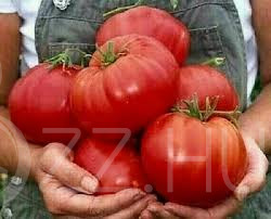 Óriás Red Beefsteak paradicsom !15db mag