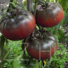 Black Kirm fekete paradicsom magok!10 db mag