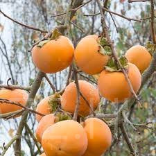 Datolyaszilva (Diospyros kaki 'Vaniglia')!2db mag