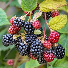 Erdei szeder (Rubus plicatus) gyógynövény!20db mag