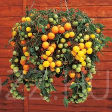 Tumbling Tom orange Balkon-csüngő paradicsom!10db mag