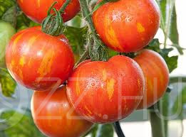 Tigris paradicsom (Solanum lycopersicum 'Tigerella')!10db mag