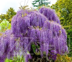 LILA AKÁC /Wisteria Sinensis/ !4db mag!
