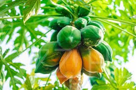 Papaya (Carica papaya)!6db mag
