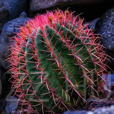 Ferocactus Pilosus!15db mag