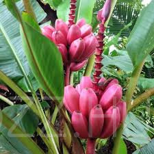 Pink banán (Musa velutina)!2db mag