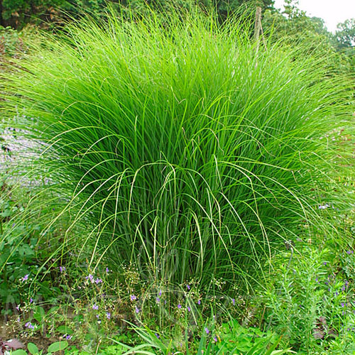 Miscanthus sinensis 'Morning Lights', zöld japán díszfű!30db mag