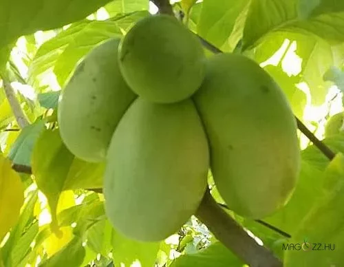 Paw Paw indiai banán (Asimina triloba)!2db mag