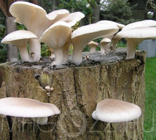 Nyári laskagomba - Pleurotus pulmonarius csíra fa anyagra,oltóanyag!6db