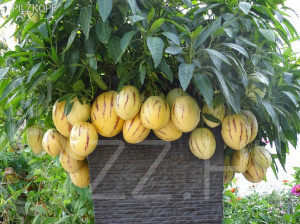 Pepino /Solanum muricatumdb/!3db mag