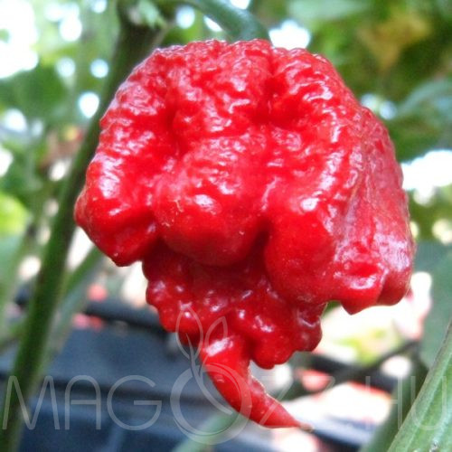 Carolina Reaper világ legerősebb chilli paprika!3db mag