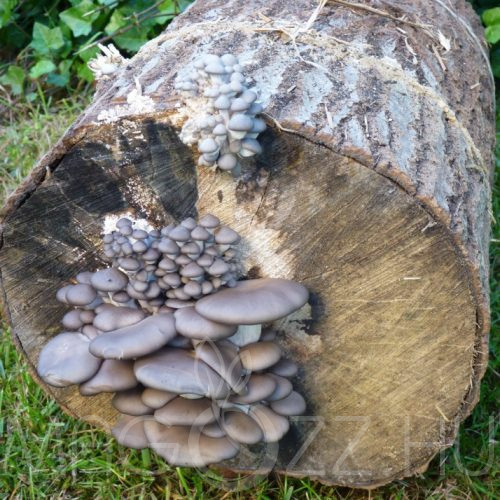 Késői laskagomba (Pleurotus ostreatus) csíra fa anyagra, oltóanyag!6db