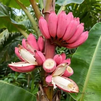 Pink banán (Musa velutina)!2db mag