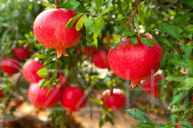Spanyol télálló Gránátalma(Punica granatum)15db mag