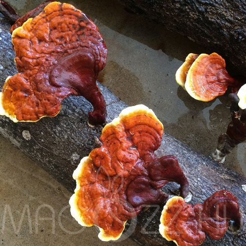 Ganoderma gomba csíra fa anyagra, Reishi gyógygomba oltóanyag!6db