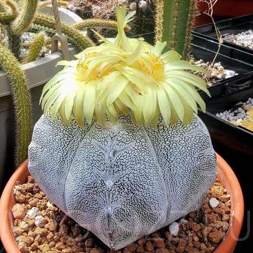 Astrophytum myriostigma!5db mag