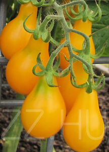 Sárga mini körte paradicsom (Solanum lycopersicum)!10db mag