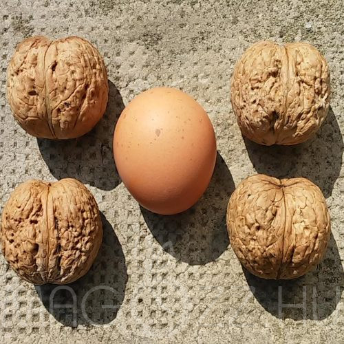 Juglans regia Ukrán óriás’ dió csemete!1db