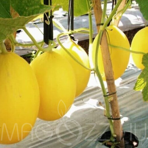 Mézdinnye Cucumis melo L.!15db mag