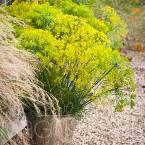 Kapor 'Anethum graveolens L'!60db mag
