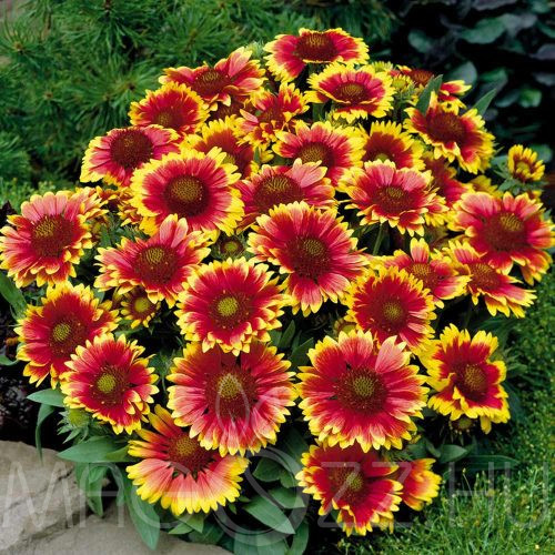 Kokárdavirág (Gaillardia aristata)!10db mag