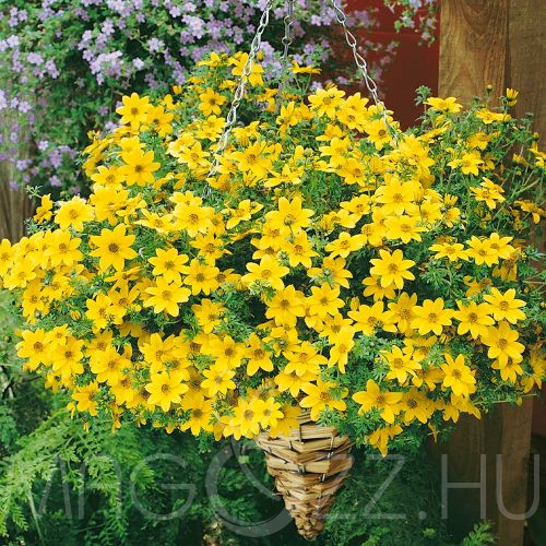 Balkon Aranya (Bidens ferulifolia) 5db mag!