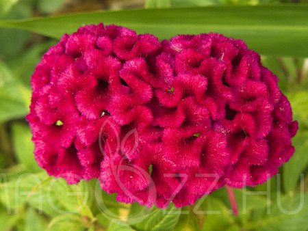 Tarajos Kakastaréj ( Celosia argentea var. cristata )!10db mag