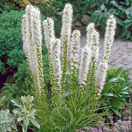 Fűzéres díszcsorba Liatris spicata 'Floristan Weiss'!15db mag