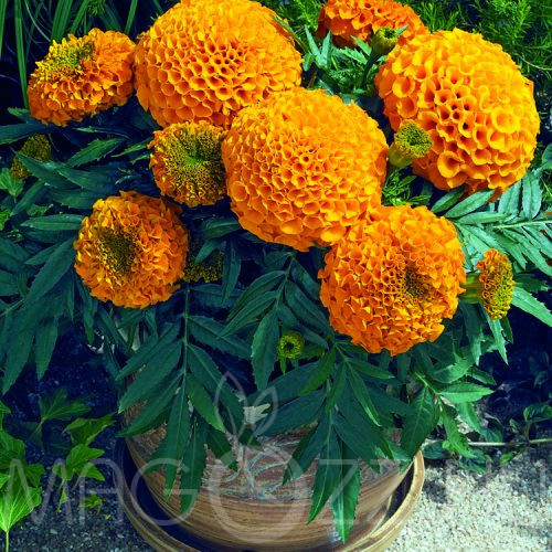 Óriásfejű Bársonyvirág/Tagetes Erecta /!10db mag