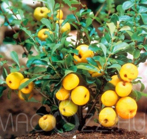 Japánbirs (Chaenomeles Japonica)!5db mag