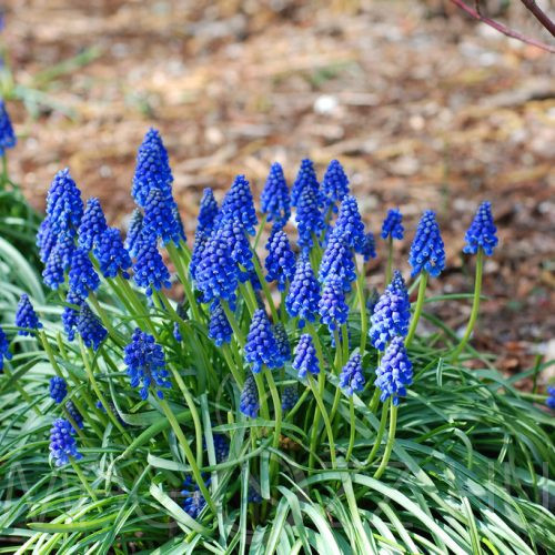 Epergyöngyike (Muscari neglectum)!10db mag