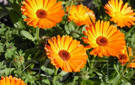 Orvosi Körömvirág (Calendula officinalis)!20db mag