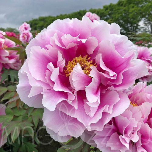 Illatos fás Bazsarózsa (Paeonia x suffruticosa rosa)!5db mag
