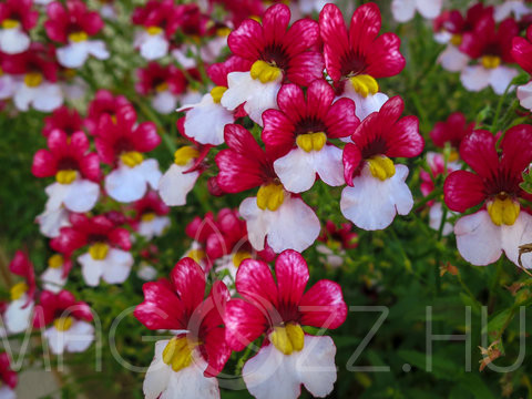 Nemesia strumosa 'danish flag' !20db mag