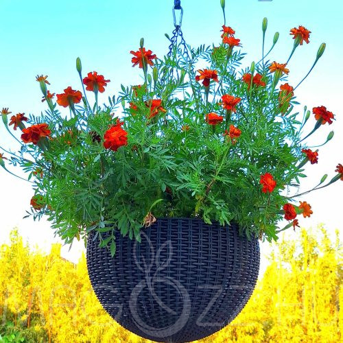 Bársonyvirág/Tagetes patula 'Marigold'/!25db mag