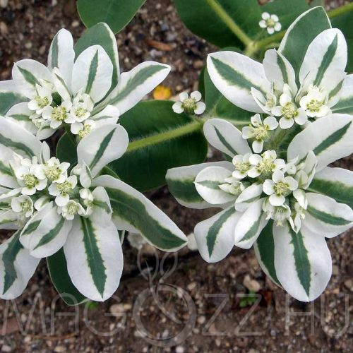 JÉGVIRÁG  /Euphorbia marginata/ !8db mag